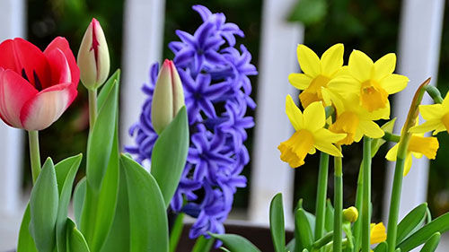 如何移除球茎植物的花和叶