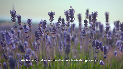 面对气候巨变的薰衣草
