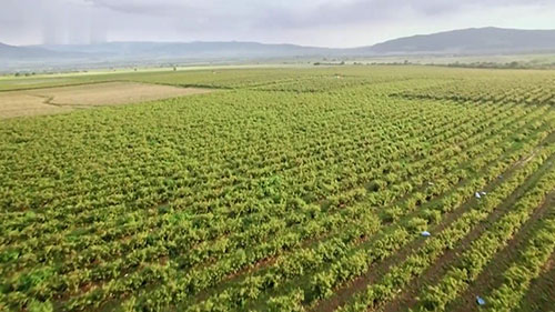 保加利亚的大马士革玫瑰