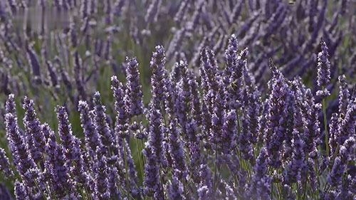 拯救薰衣草行动