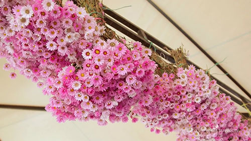 麦德林花展的花环和花束