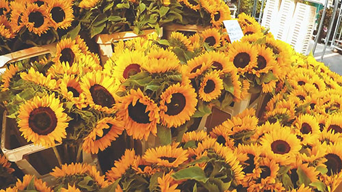 伦敦的哥伦比亚路花市