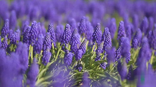 从薰衣草生意中赚钱