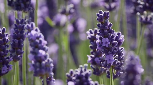 薰衣草种植和产品加工