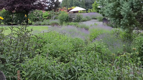 参观薰衣草农场