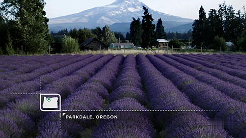 俄勒冈州的薰衣草天堂