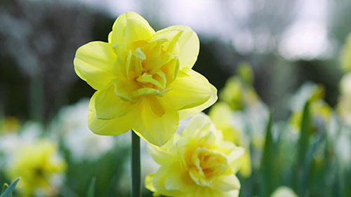 参观一座球茎花圃