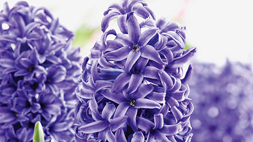 分层种植球茎花卉