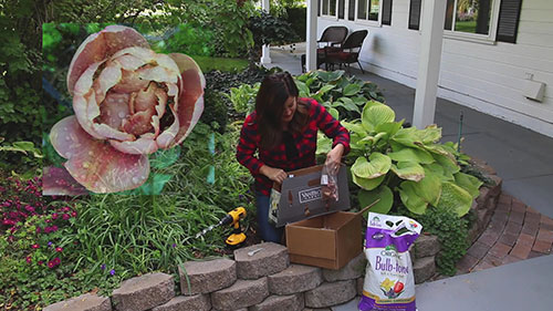 球茎种植小贴士