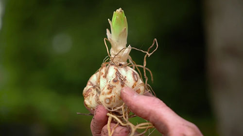 如何种植百合球茎