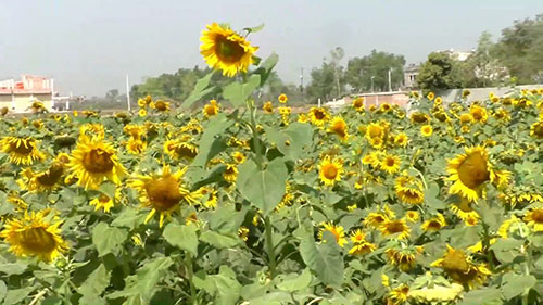 开办向日葵农场