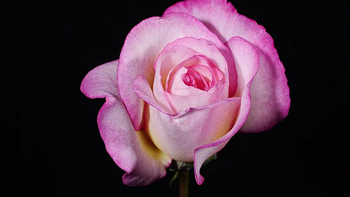 玫瑰种植初学者指南