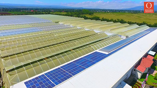 肯尼亚的玫瑰生产