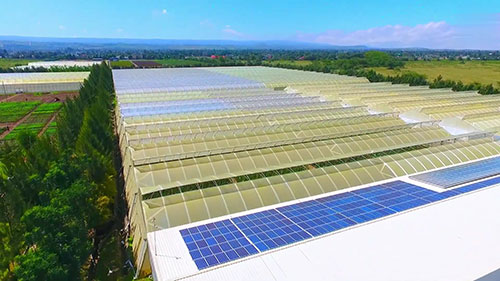 如何种植和护理玫瑰