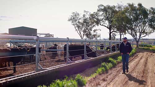 5G技术统计牛群数量