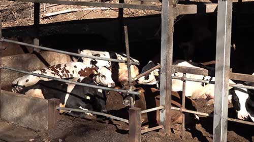 可持续性奶牛场