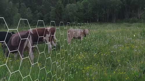 用数字围栏保护奶牛