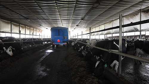 奶牛场的高科技监控系统