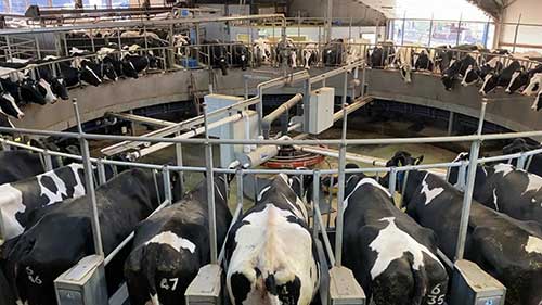 用传感项圈监测牛群