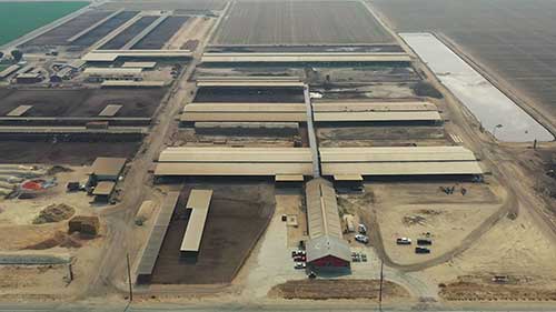 提高奶牛受孕率的程序