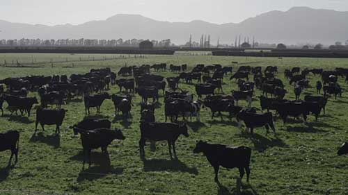 奶牛场的热探测技术