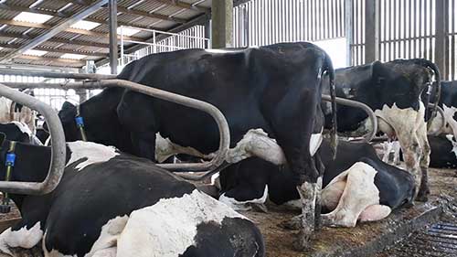 奶牛的热应激行为