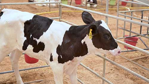 减少高温对奶牛场的影响