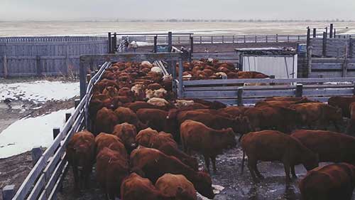 数字项圈和虚拟围栏技术