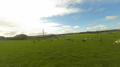 创新的奶牛管理方法