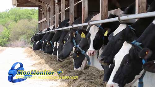 奶牛监测系统