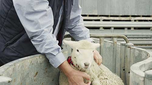 牲畜的可穿戴设备