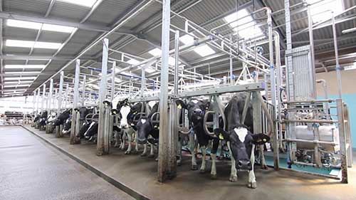为1200头奶牛挤奶
