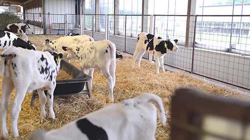 如何照顾小牛犊