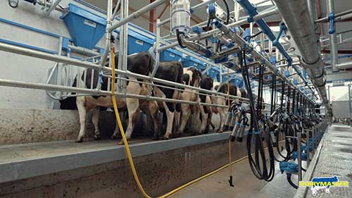 奶牛场的高效管理