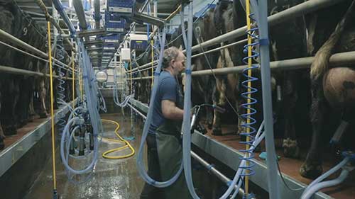 可持续的奶牛场