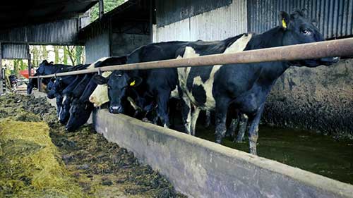 经营一家乳制品农场