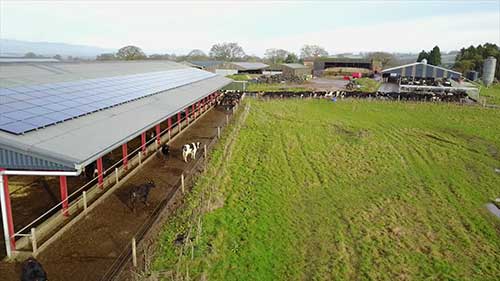 挤奶的工作流程