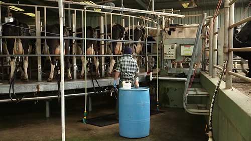 防止牛群行走损伤