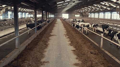 奶牛场快速进出口装置