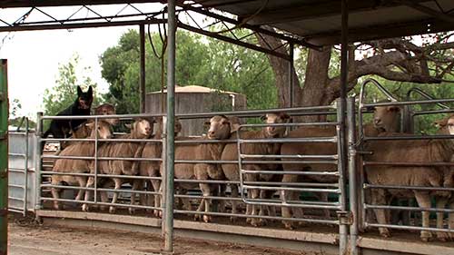 搬运牲畜需要的工具