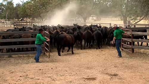 牛群处理工作技巧