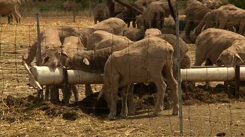 绵羊饲养场的集约化喂养