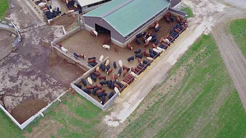 饲养牛群科学方法