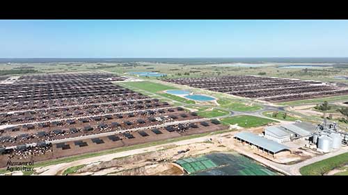 了解肉牛的饲养