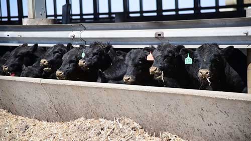 一座肉牛饲养场