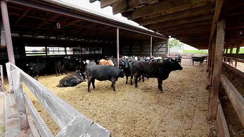 如何平衡肉牛的营养