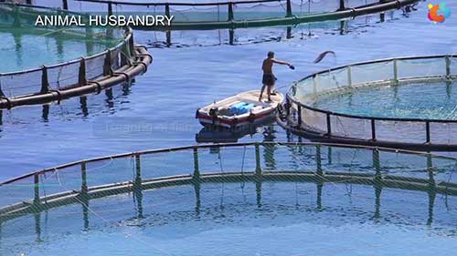 牲畜育种基础知识