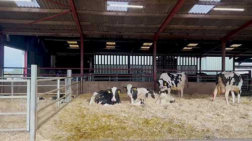 牛群产犊装置介绍