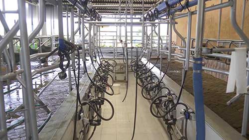 奶牛场卫生的重要性