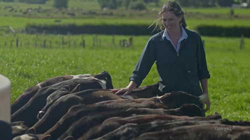 新西兰奶牛养殖业